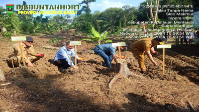 PENANAMAN JAGUNG PERDANA BUKIT PAMEWA, KEPULAUAN MENTAWAI