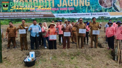 FARMER FIELD DAY SEKOLAH LAPANG JAGUNG: MERAUP UNTUNG BERTANAM JAGUNG